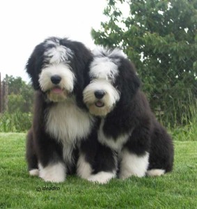 Cute big pups