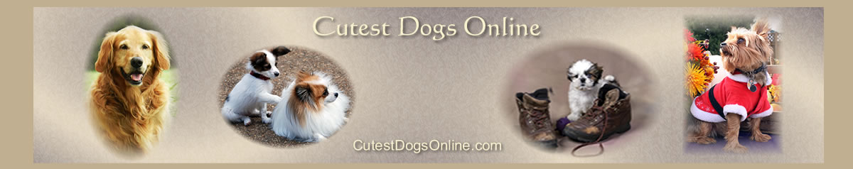 Cutest Dogs Online